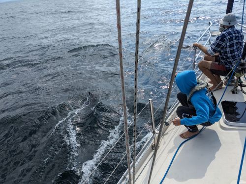Family watching dolphins swim alongside Malua